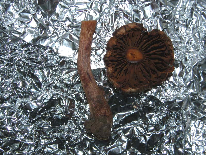 Gaspy � tornato e subito un Cortinarius